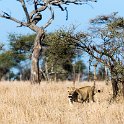 TZA MAR SerengetiNP 2016DEC24 LemalaEwanjan 041 : 2016, 2016 - African Adventures, Africa, Date, December, Eastern, Lemala Ewanjan Camp, Mara, Month, Places, Serengeti National Park, Tanzania, Trips, Year
